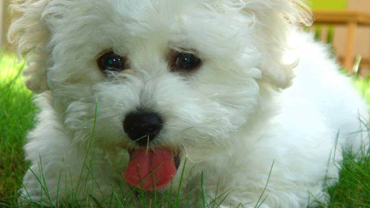 Собака породы бишон-фриз в траве