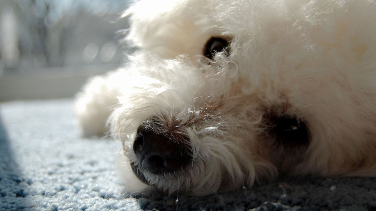 Собака породы бишон-фриз отдыхает на ковре