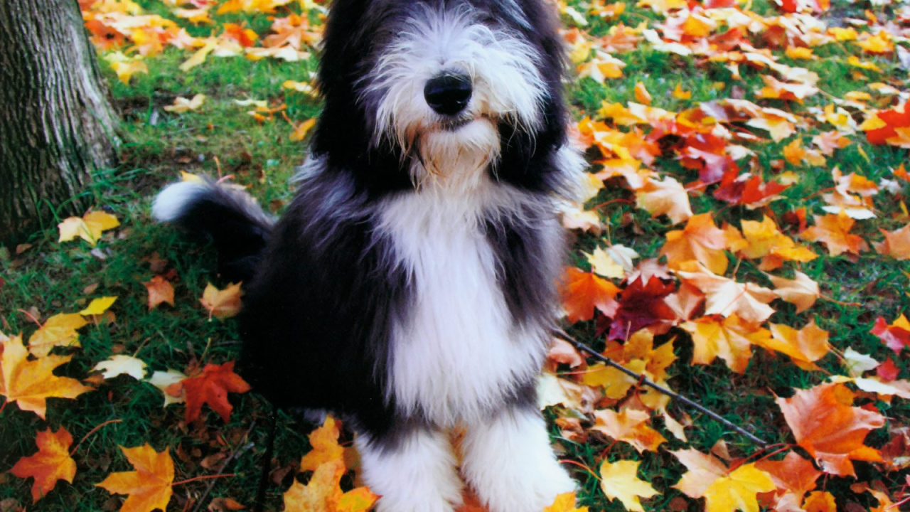 Собака породы бобтейл на осенних листьях
