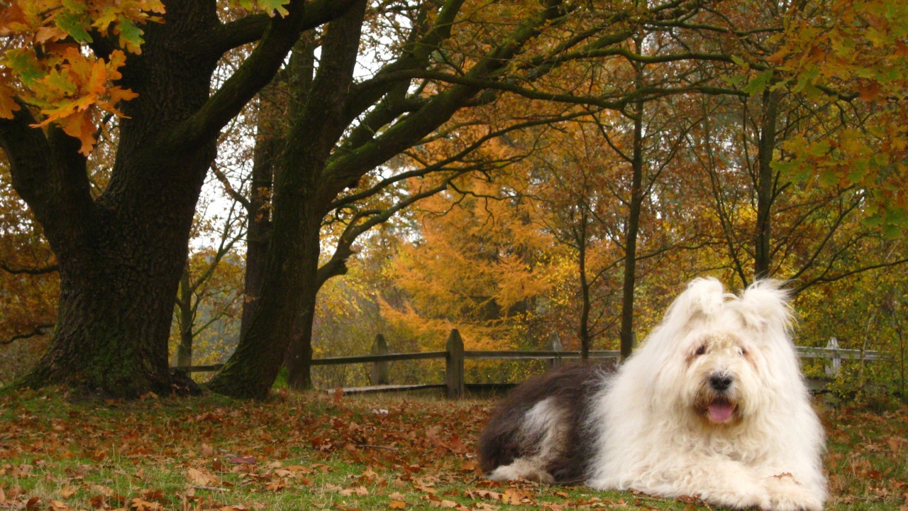 Собака породы бобтейл на фоне осеннего пейзажа