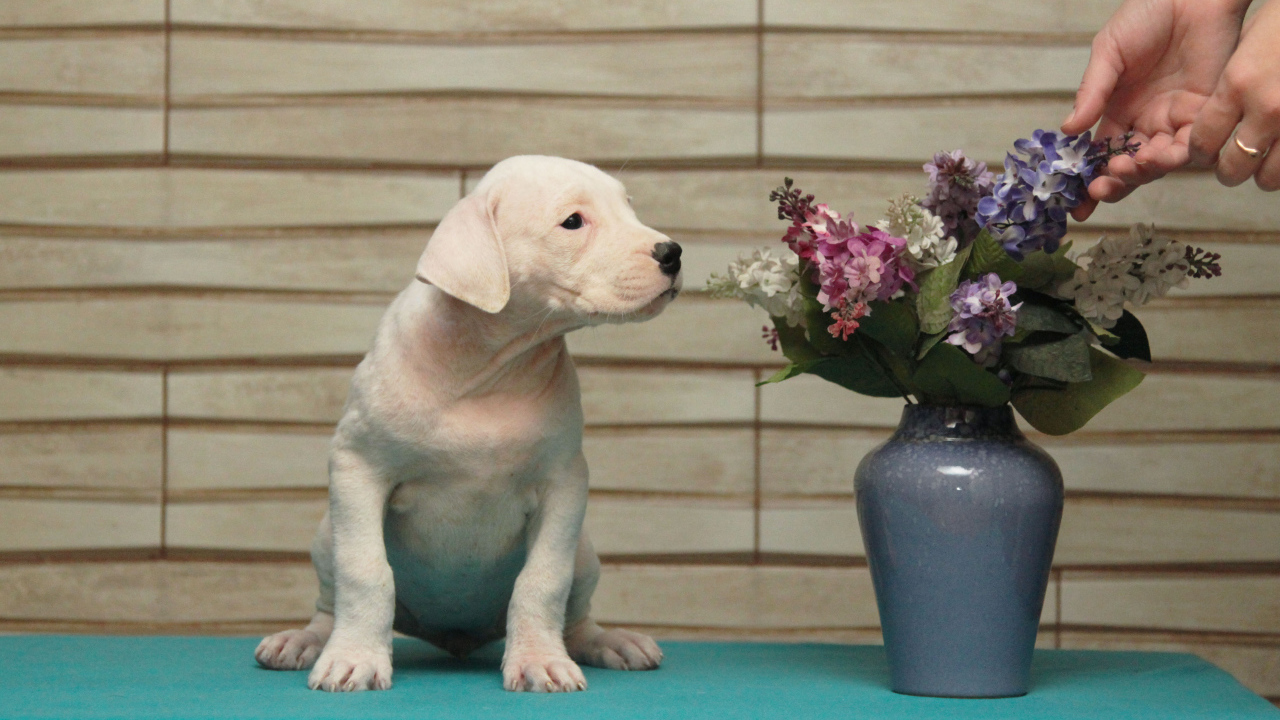 Dogo Argentino Puppy and flowers