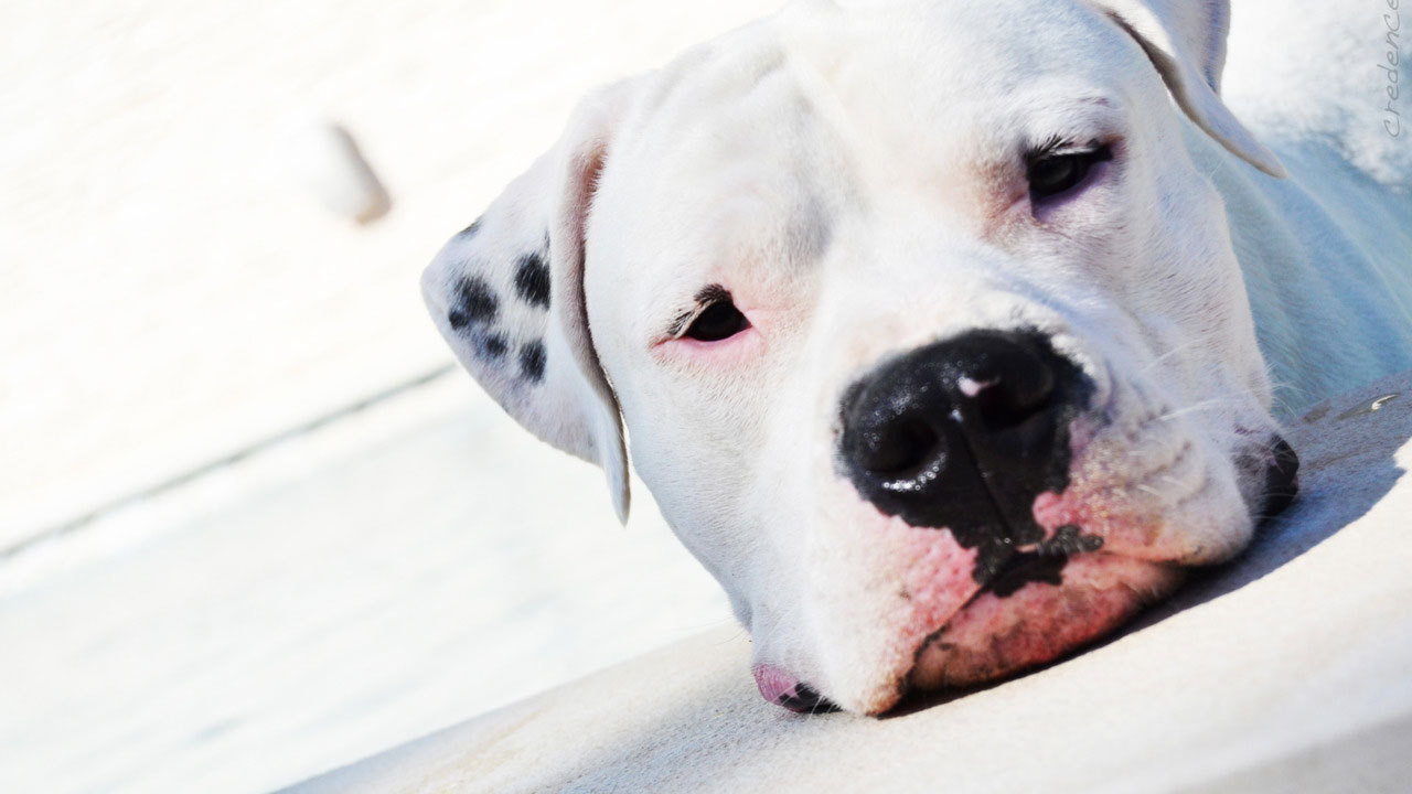 Аргентинский дог крупным планом