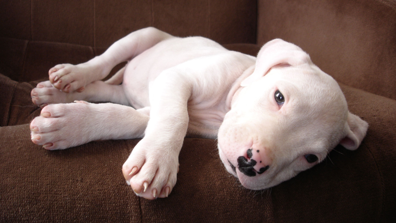 Щенок аргентинского дога на диване