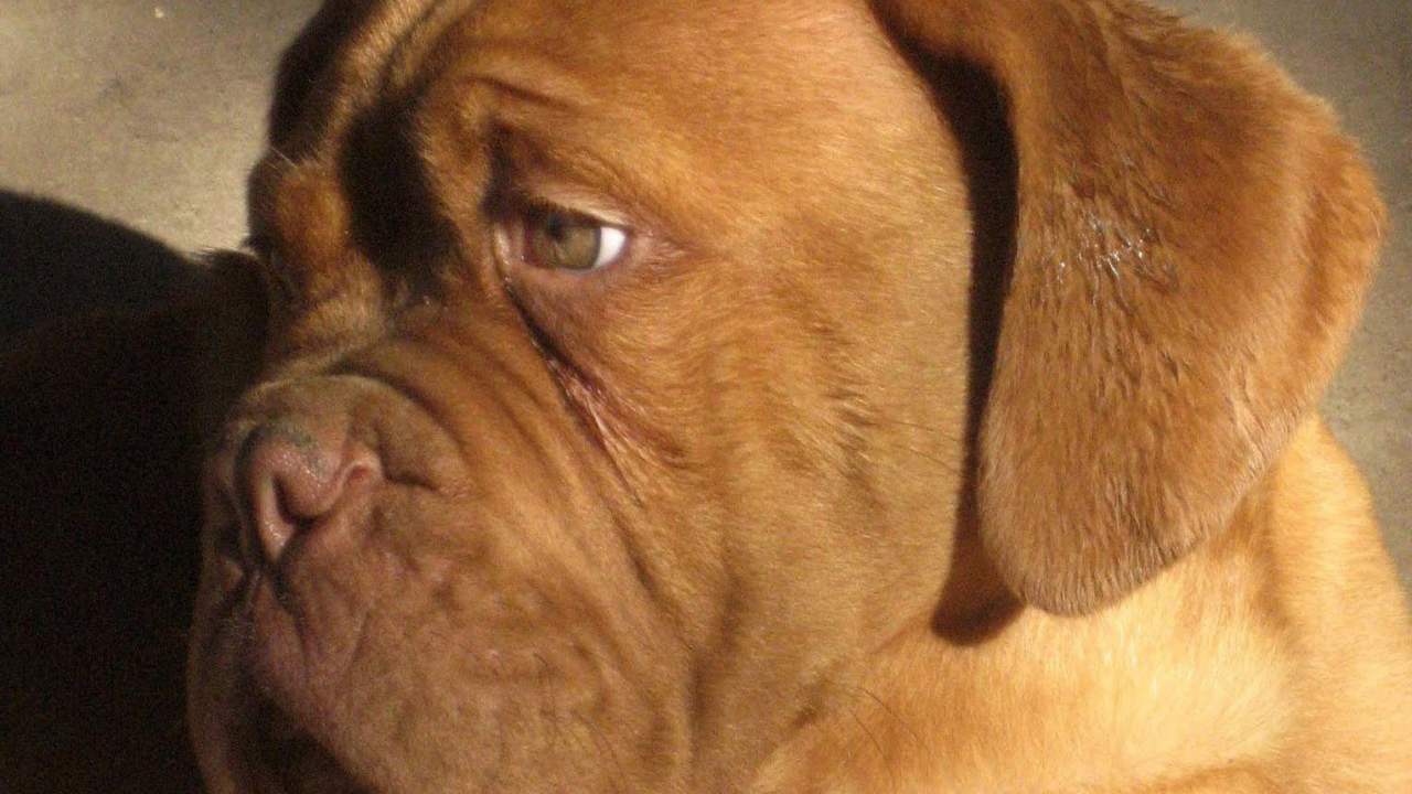 Бордоский дог скучает