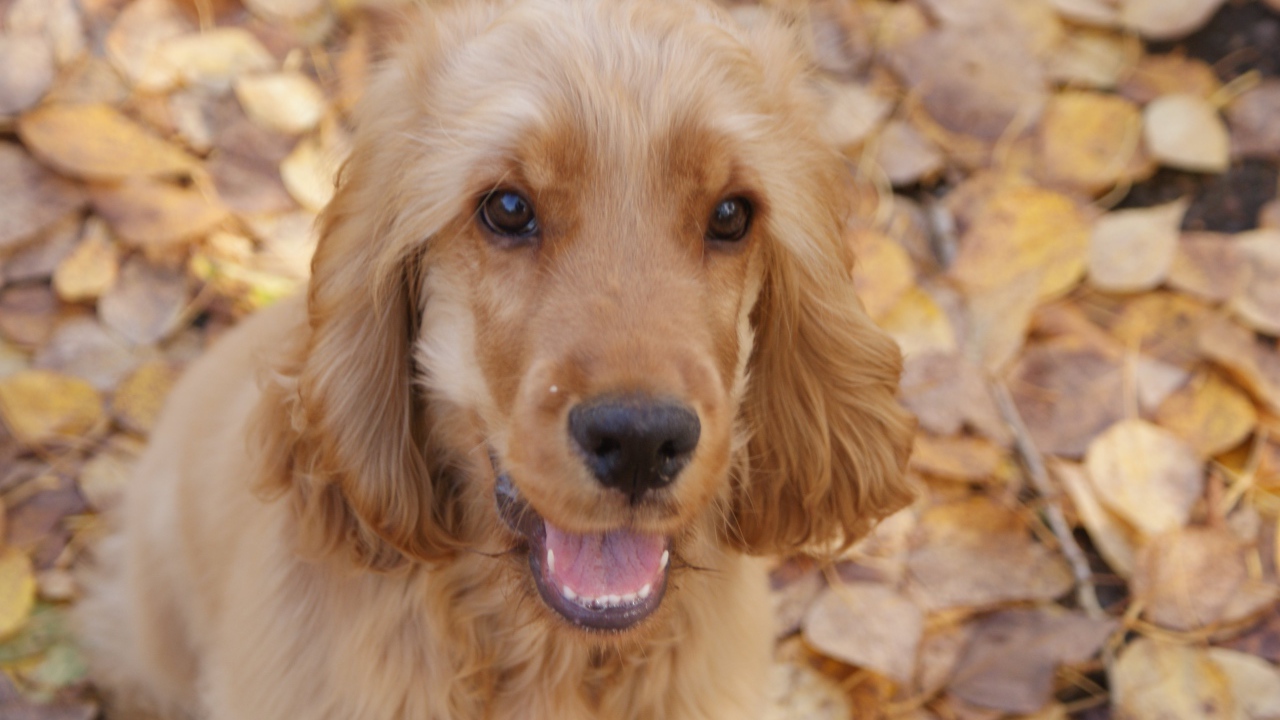 Английский кокер-спаниель на осенних листьях