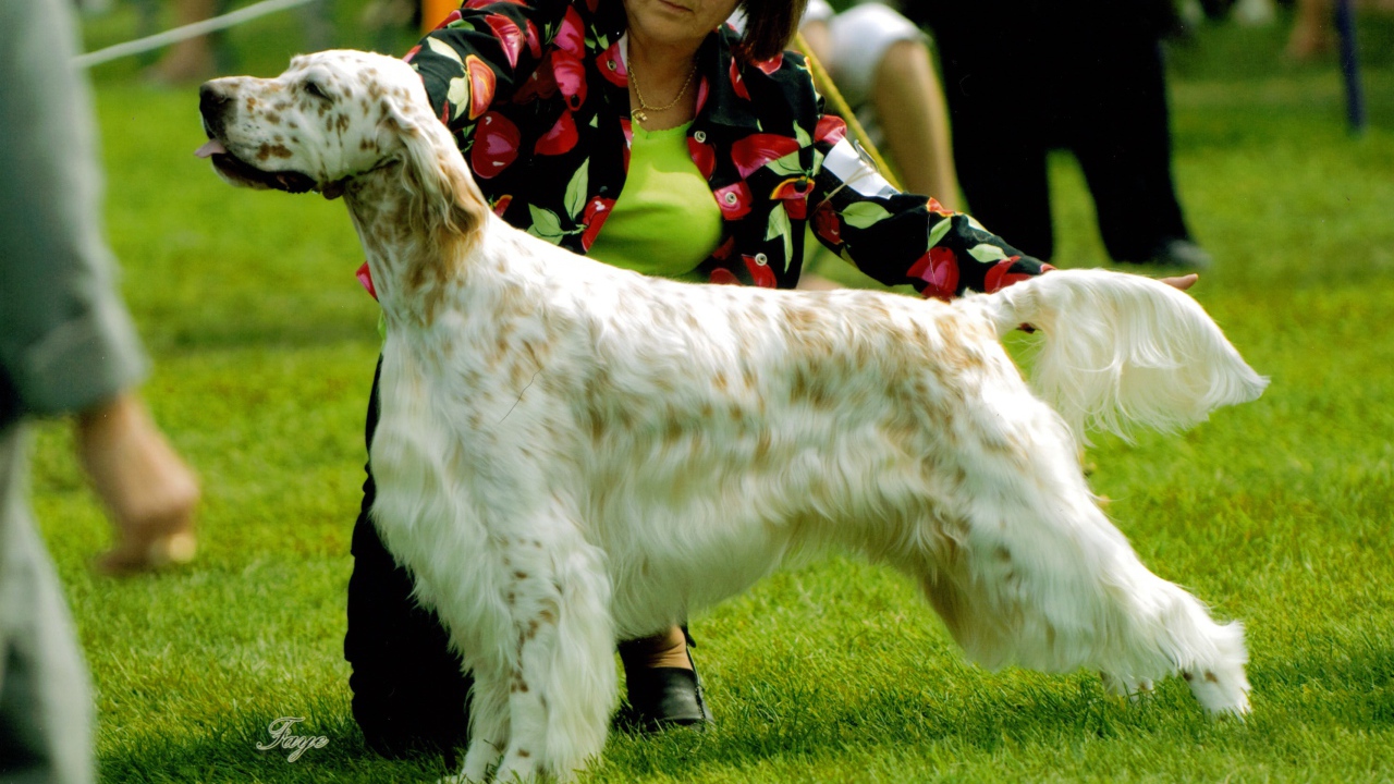 Английский сеттер на собачьей выставке
