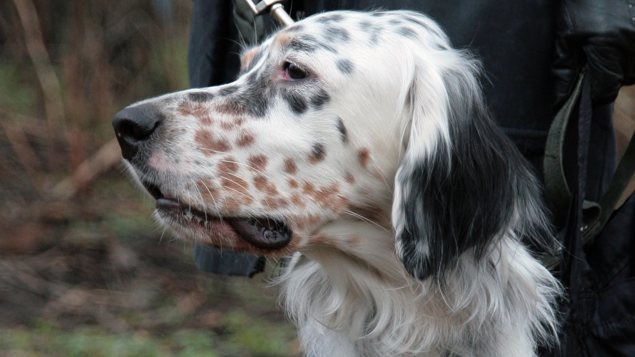 Английский сеттер крупным планом