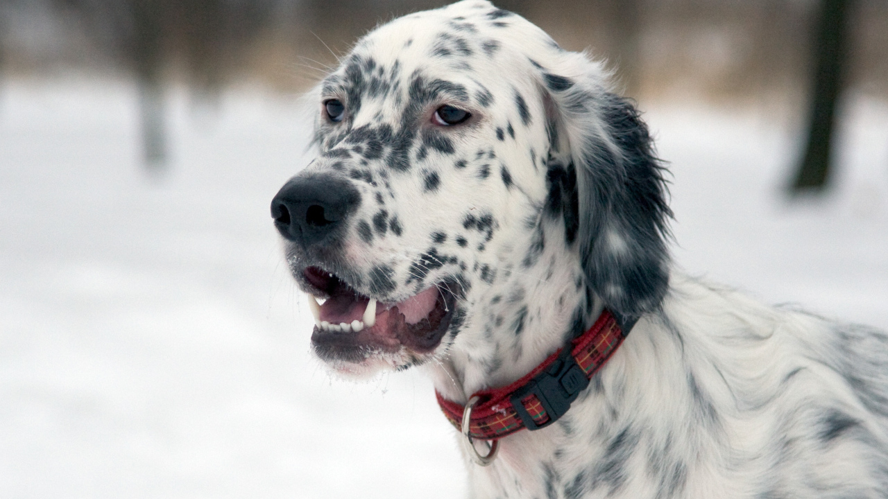 Английский сеттер на прогулке зимой
