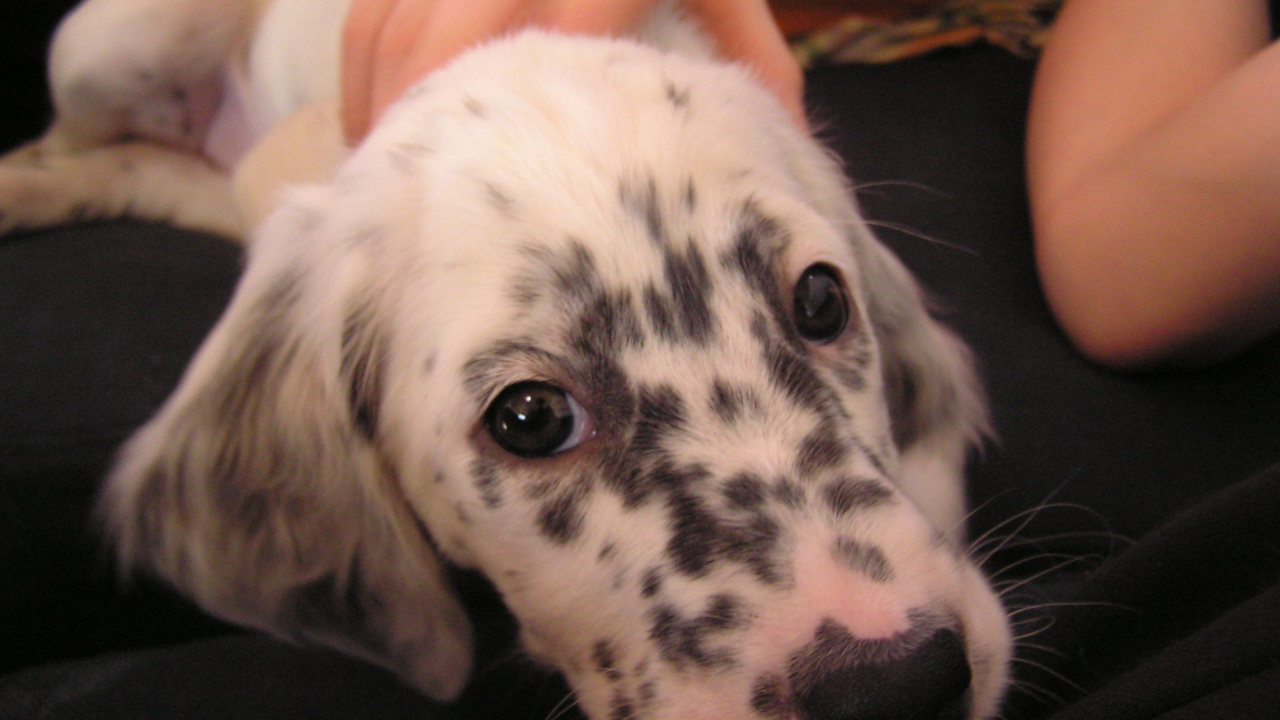 Щенок английского сеттера