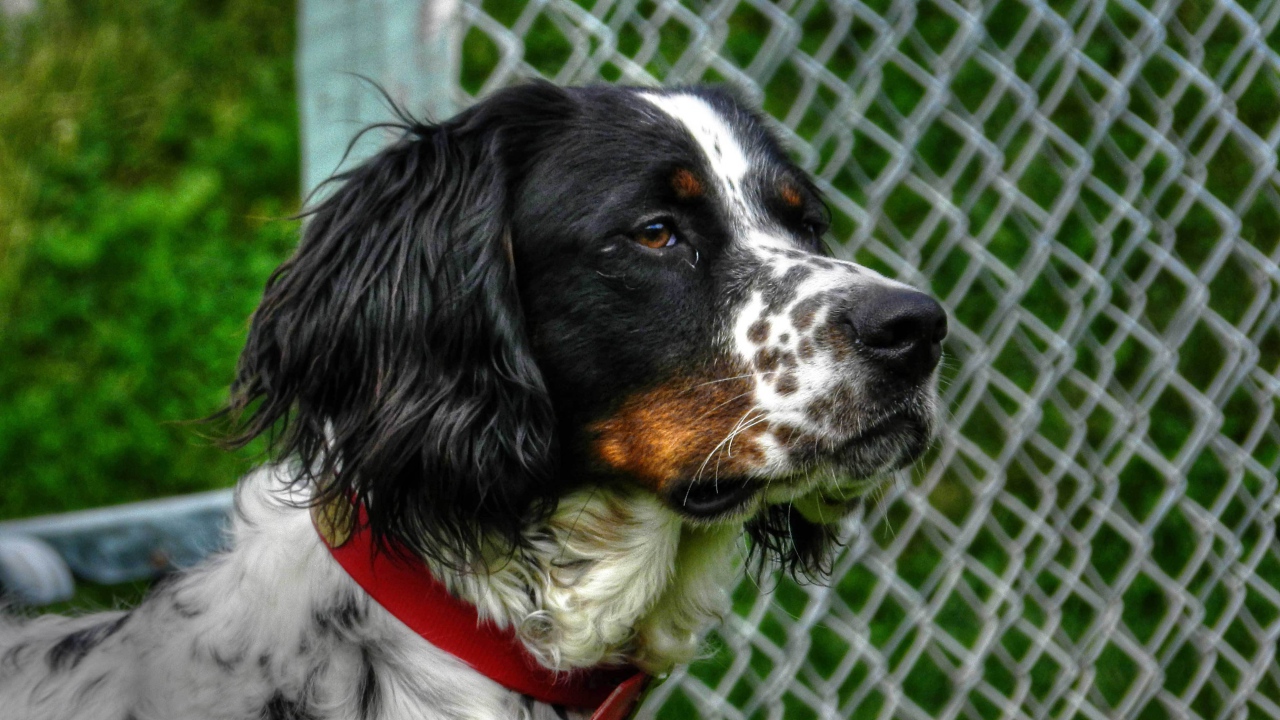 Английский сеттер кого-то увидел