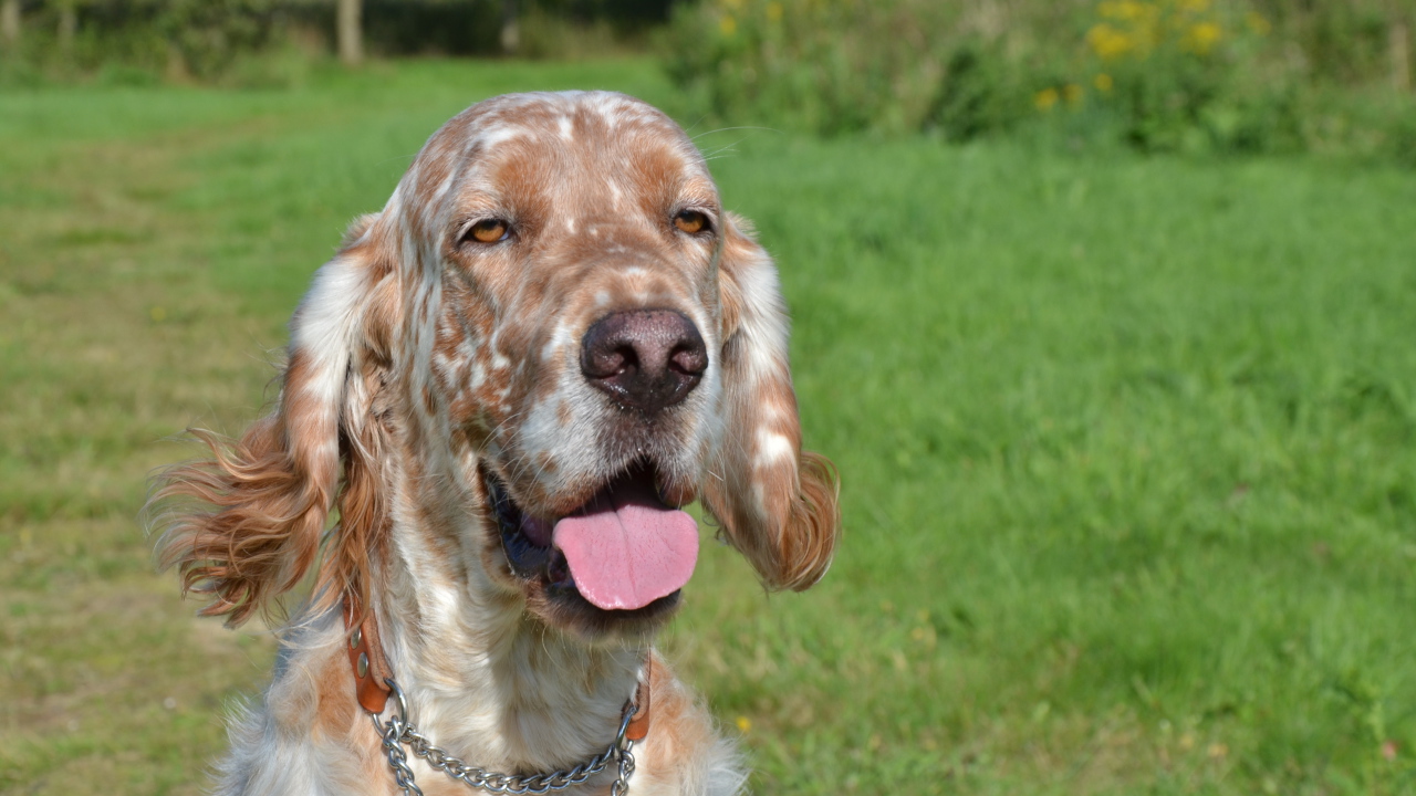 Английский сеттер пригрелся на солнце
