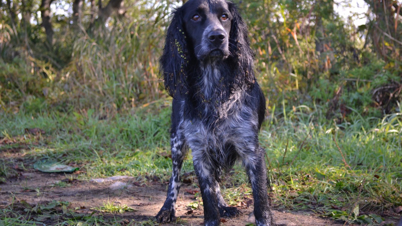 Английский спрингер-спаниель в лесу