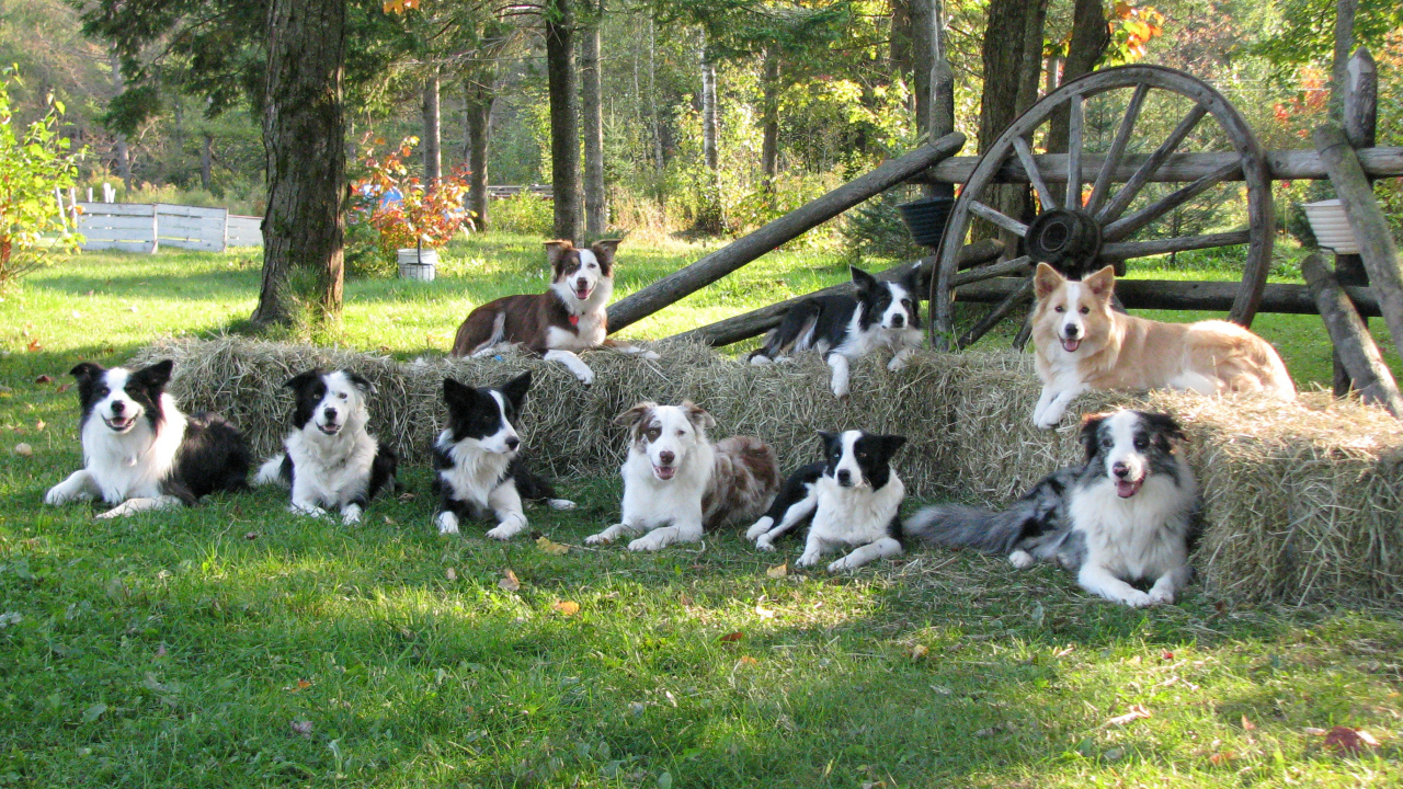 Семья собак бордер-колли