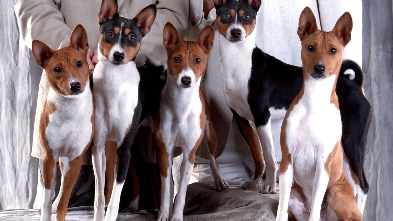 Семейная фотография собак породы басенджи