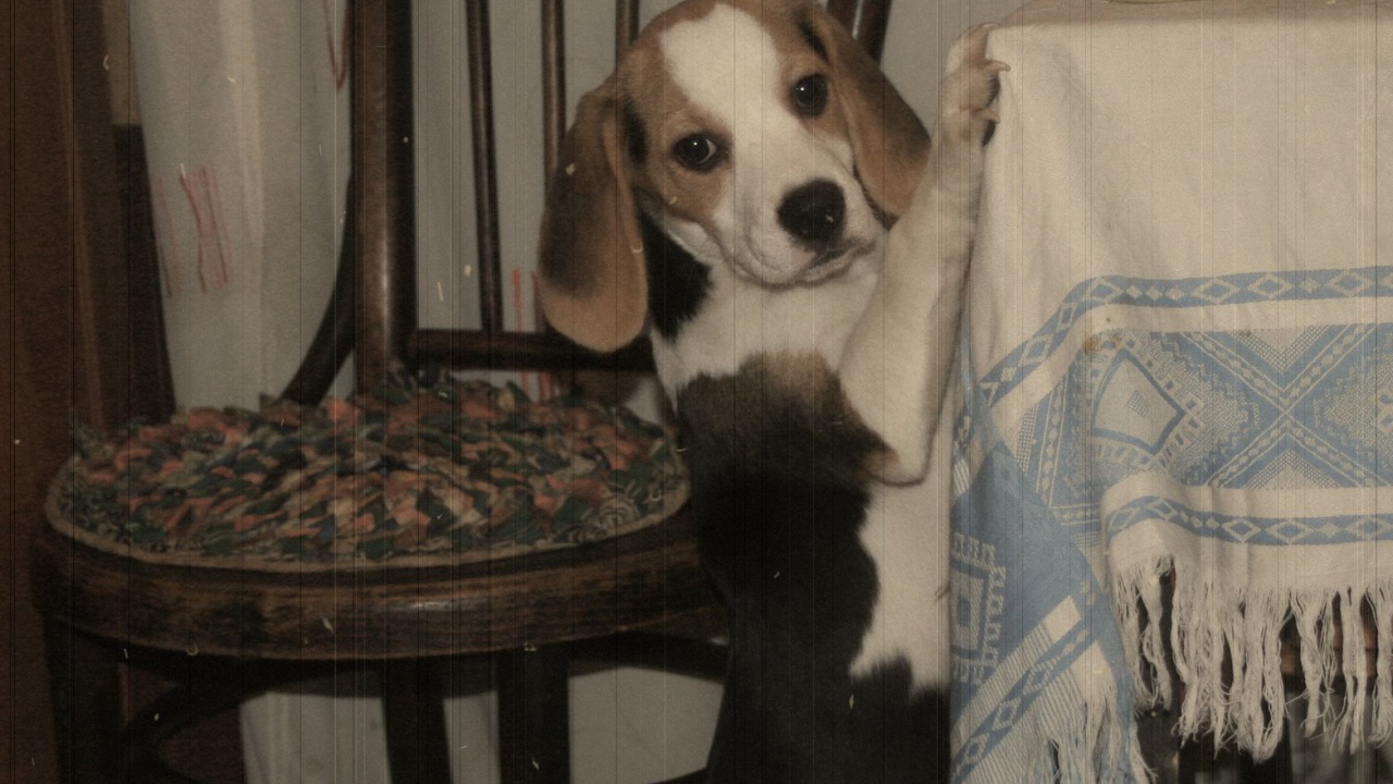 Фокстерьер на столе