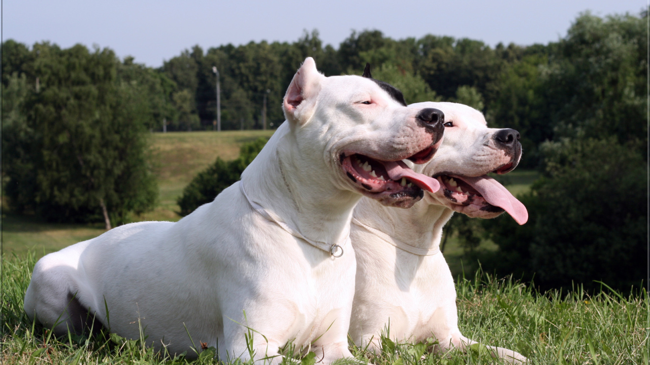Дружба аргентинских догов