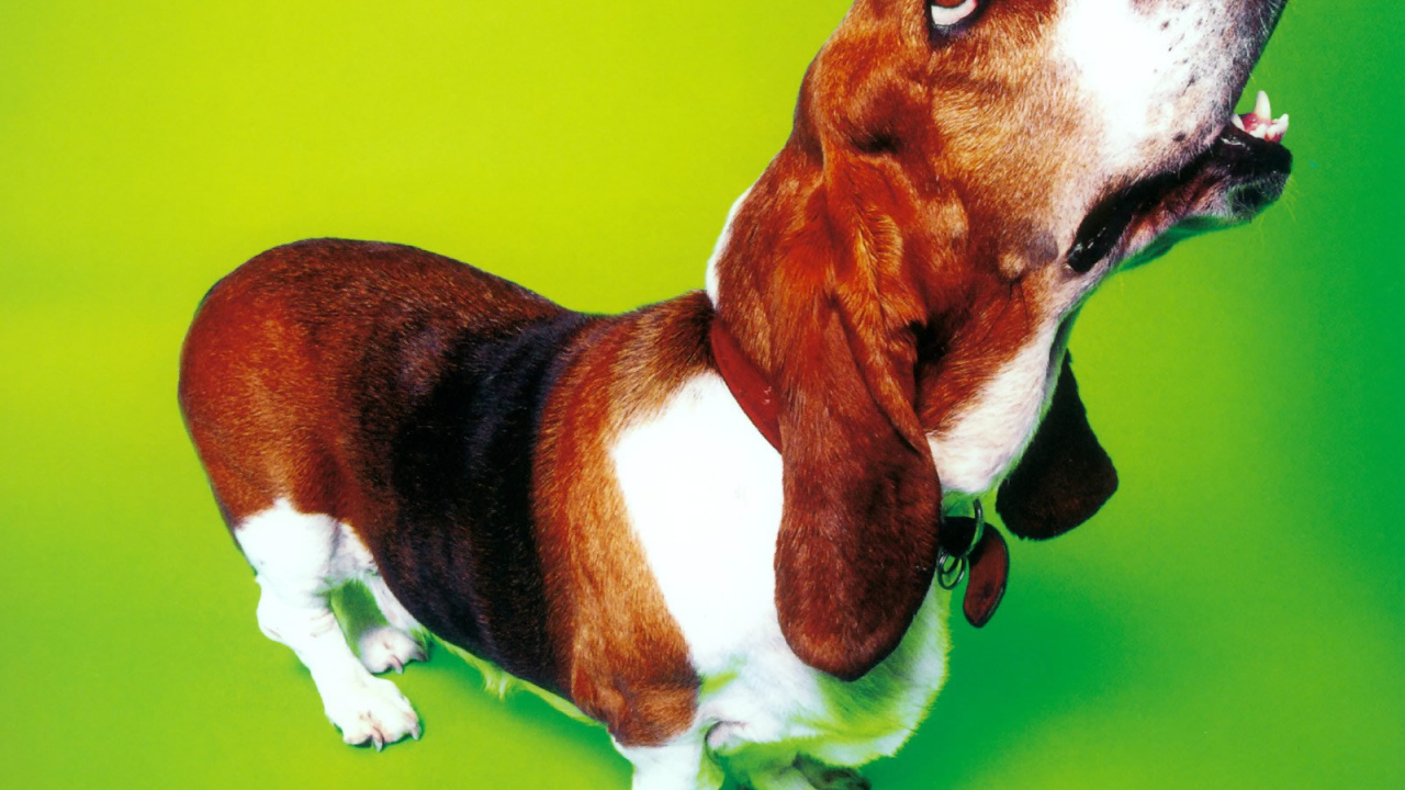 Смешной бассет-хаунд на зелёном фоне