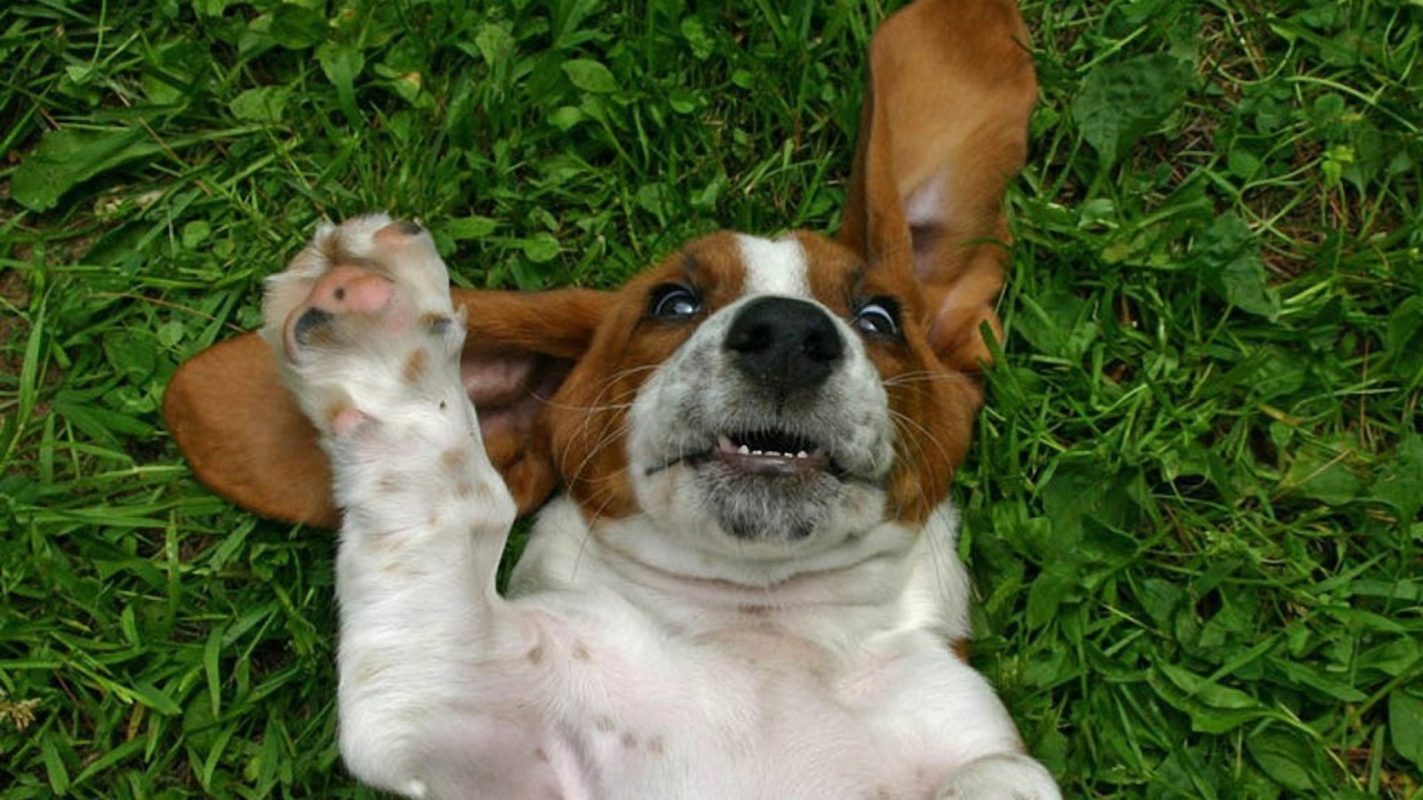 Смешной бассет-хаунд на траве