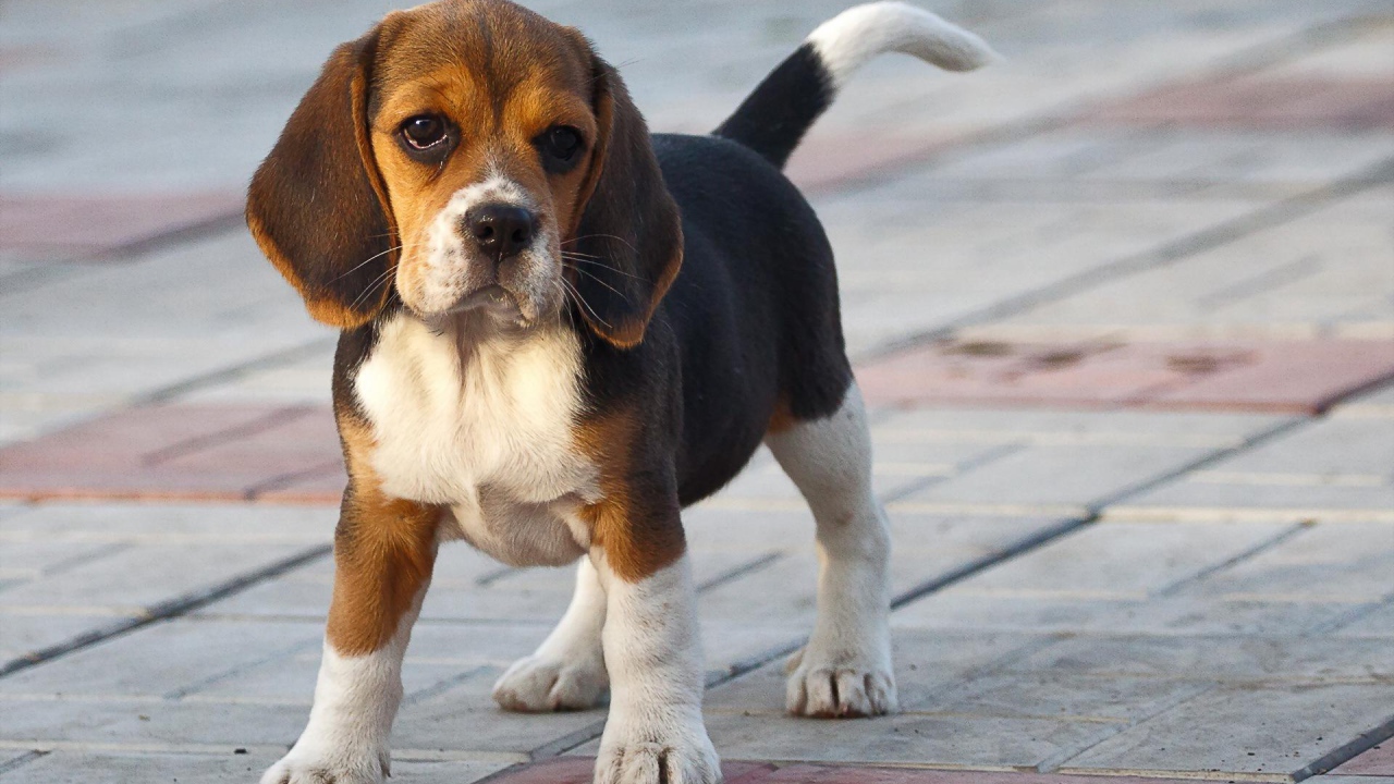 Смешной щенок породы бигль на тротуаре