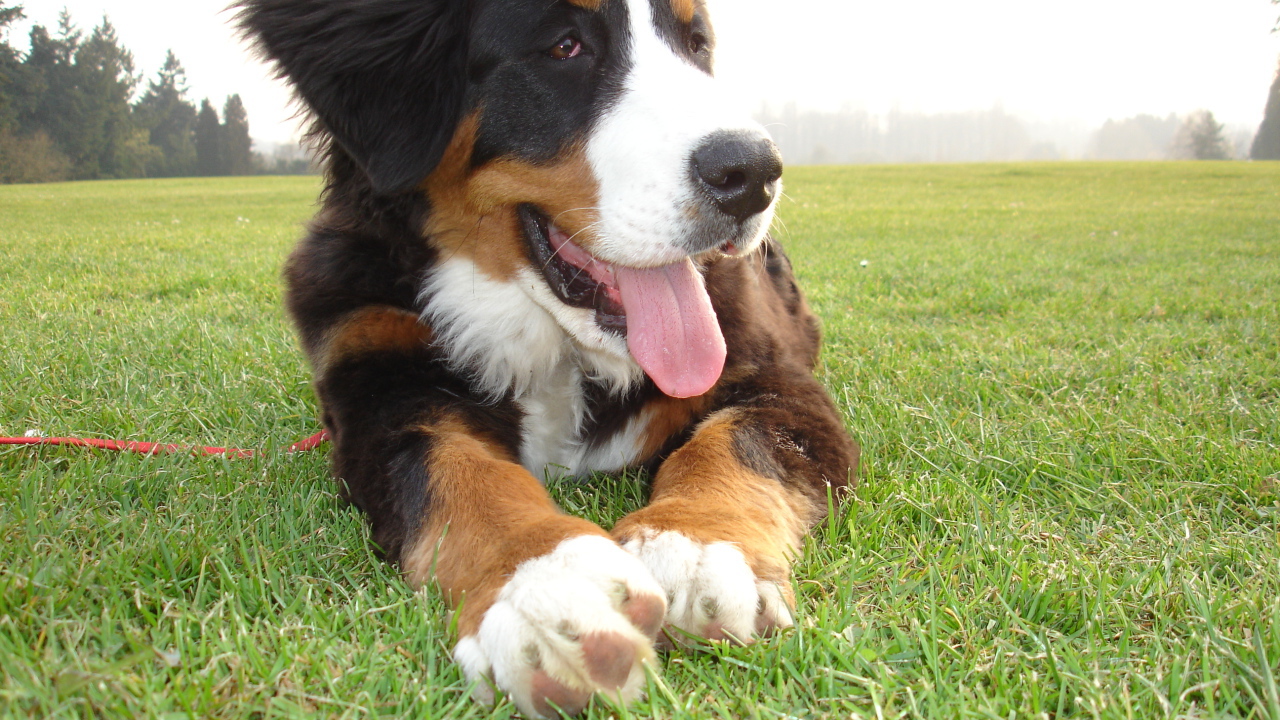 Смешной щенок бернской пастушьей собаки