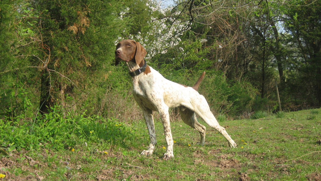 German Pointer in the forest