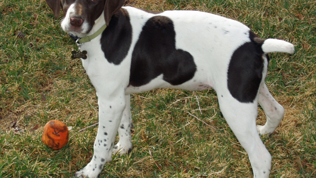 Немецкий Пойнтер играет в саду