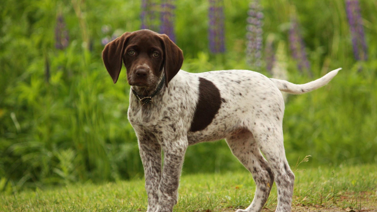 Немецкий щенок Пойнтер в лесу