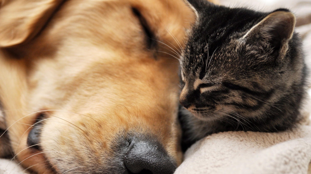 Золотой терьер спит с кошкой