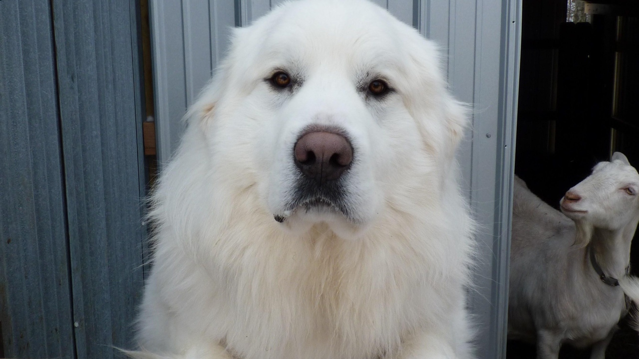 Большая пиренейская собака и коза