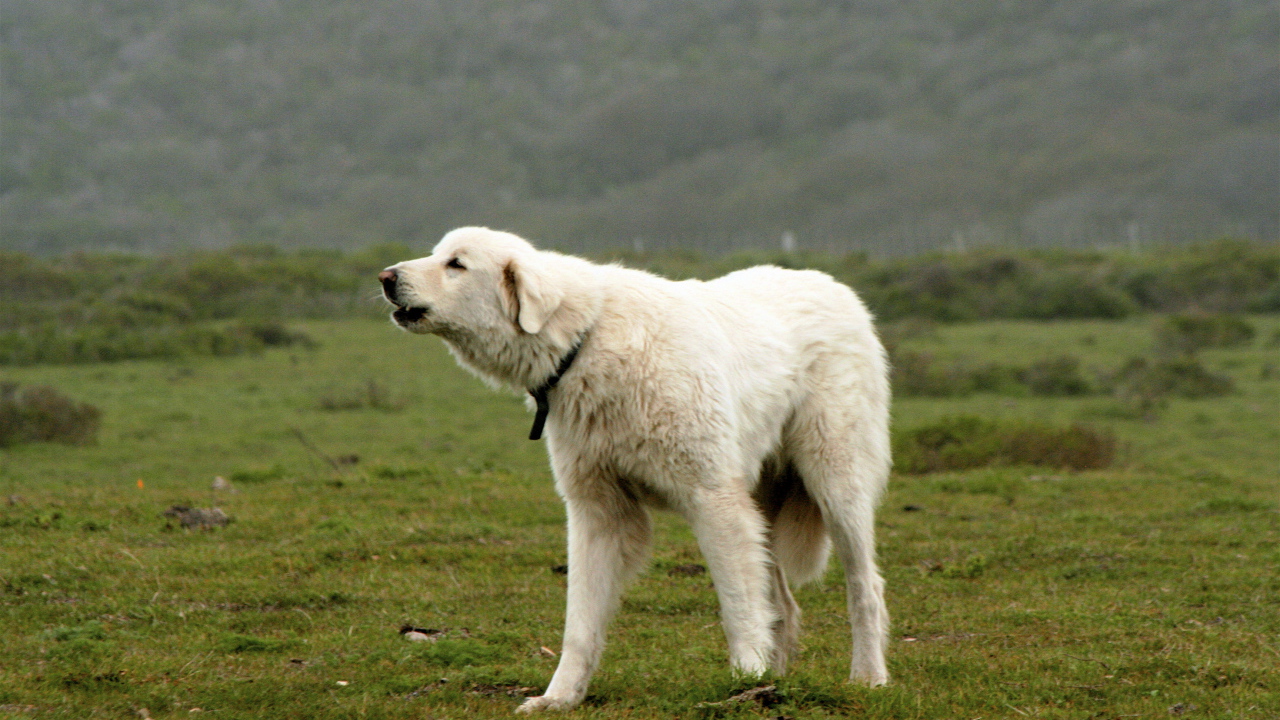 Большая пиренейская собака лает в поле