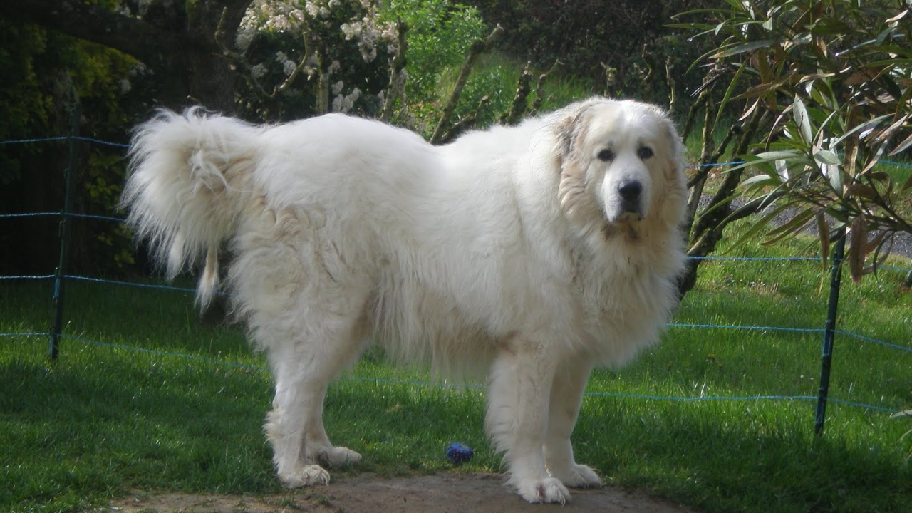 Большая пиренейская собака возле ограды