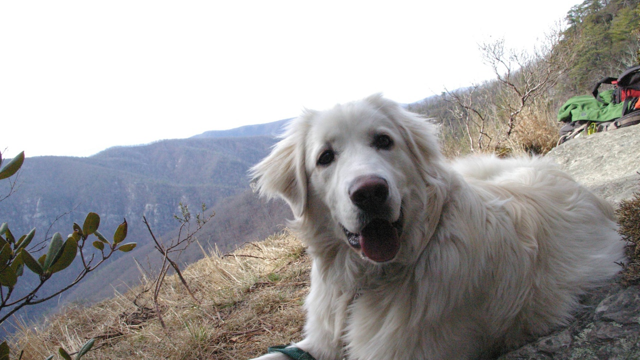 Большая пиренейская собака на холме