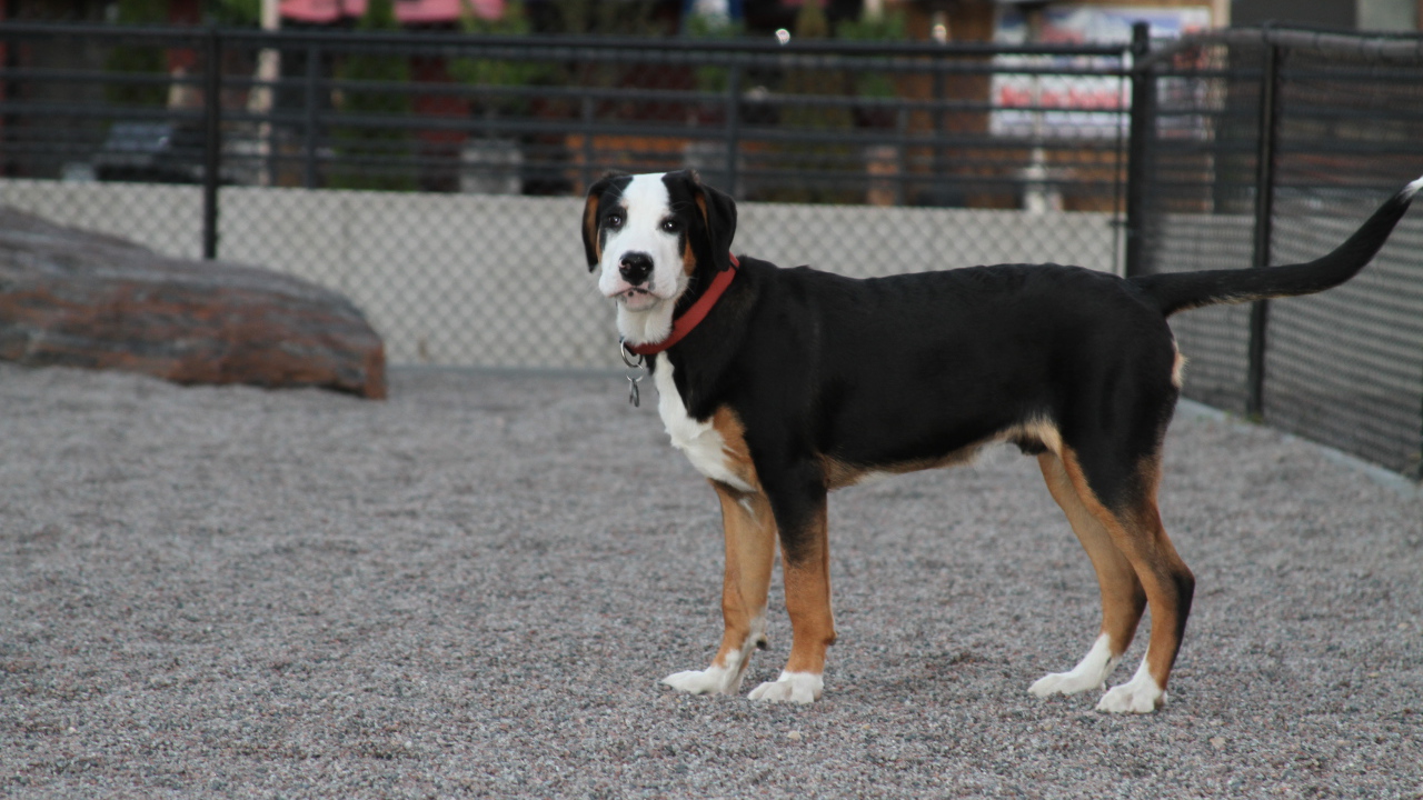 Большой швейцарский зенненхунд за забором