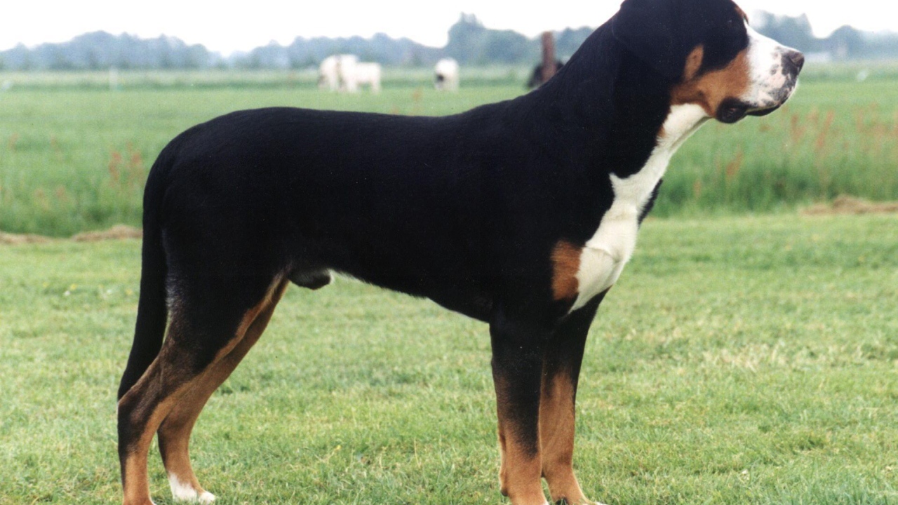 Большой швейцарский зенненхунд в поле