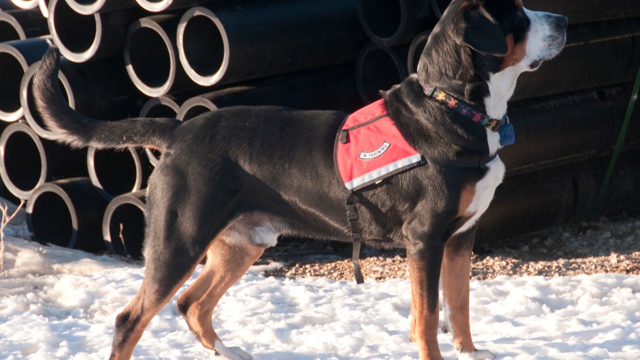 Большой швейцарский зенненхунд на снегу