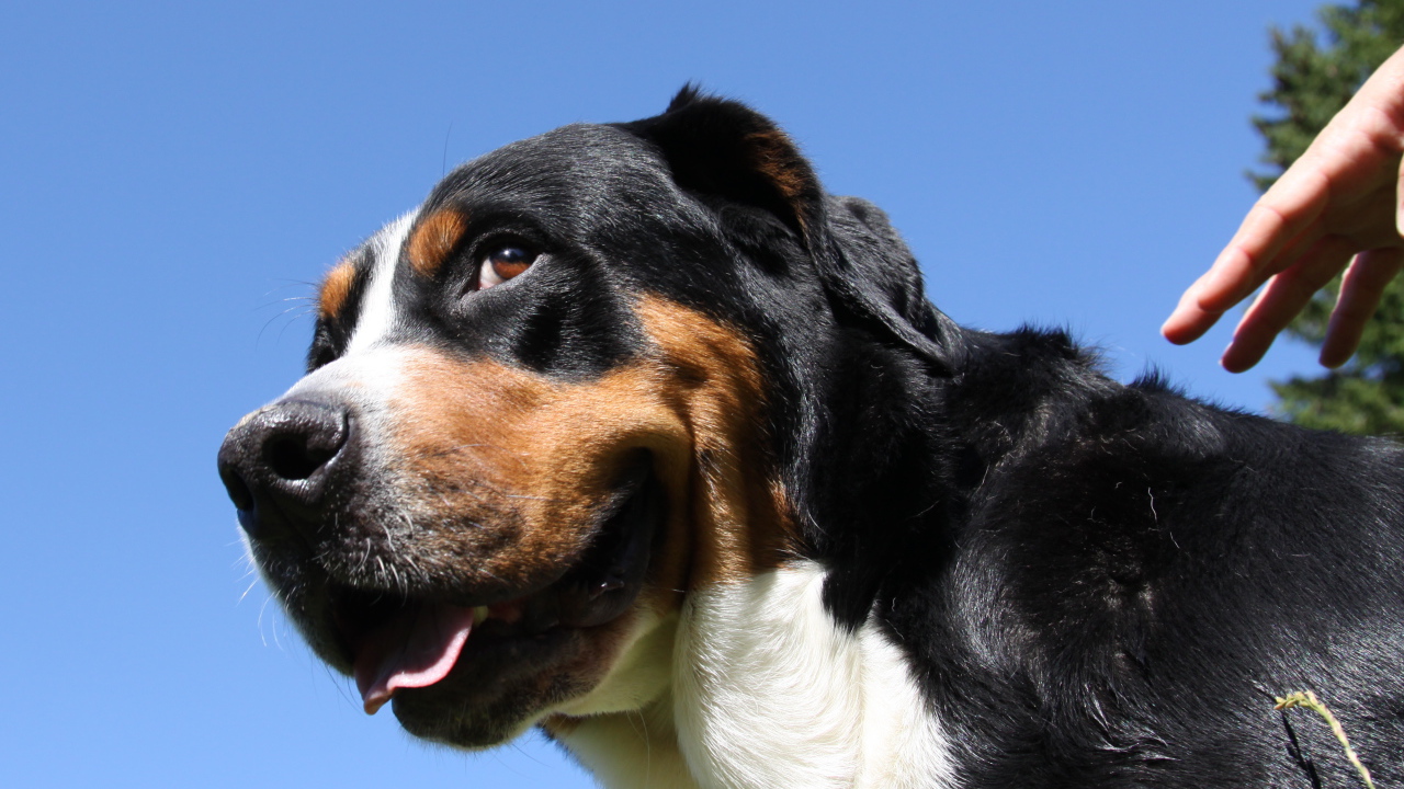 Большой швейцарский зенненхунд смотрит искоса