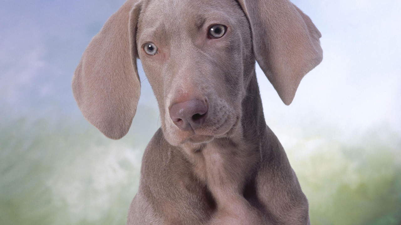 Серый щенок Пойнтер