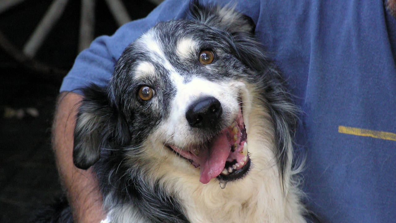 Счастливая австралийская овчарка с хозяином