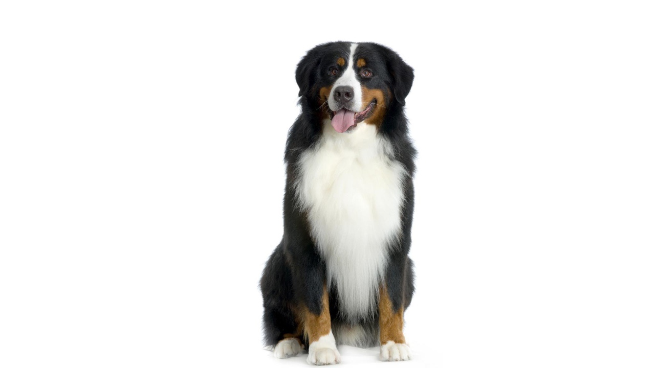 Счастливая бернская пастушья собака на белом фоне