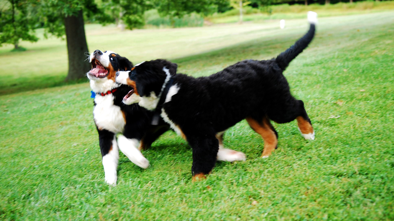 Счастливые щенки бернской пастушьей собаки играют