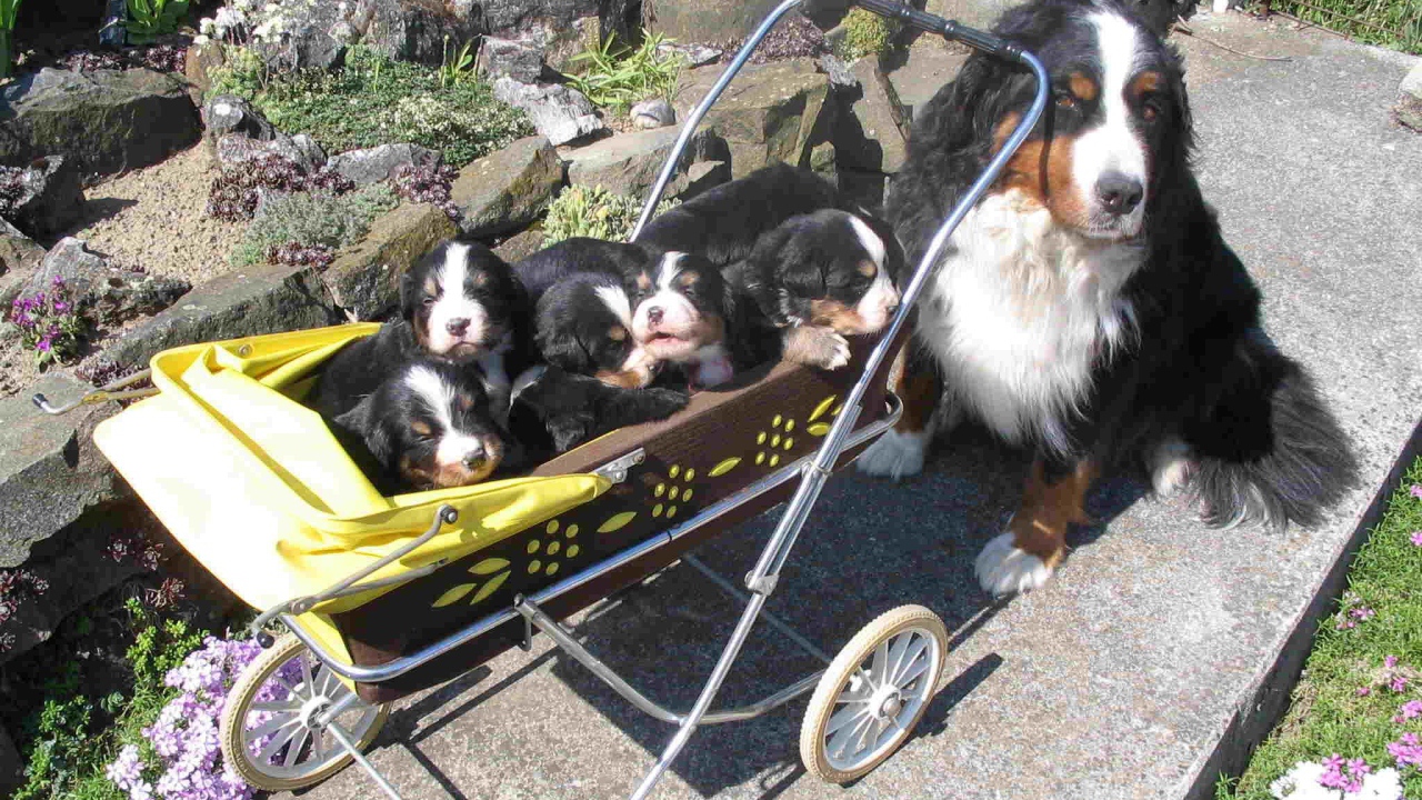 Счастливые щенки бернской пастушьей собаки с мамой