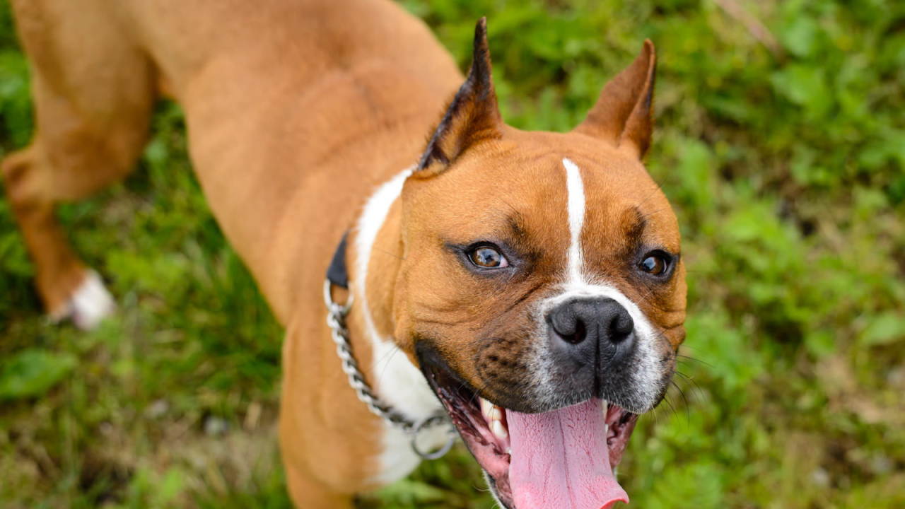 Счастливый боксёр любит фотографироваться