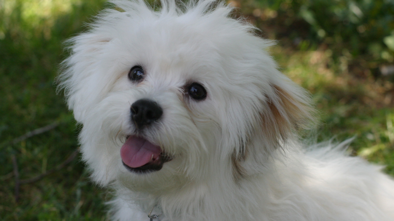 Счастливая собака породы бишон-фриз просит лакомство