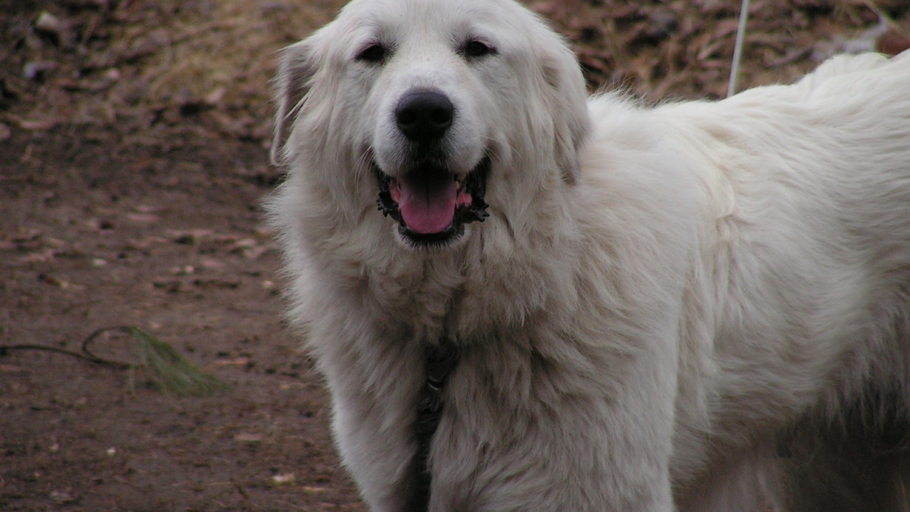 Счастливая большая пиренейская собака
