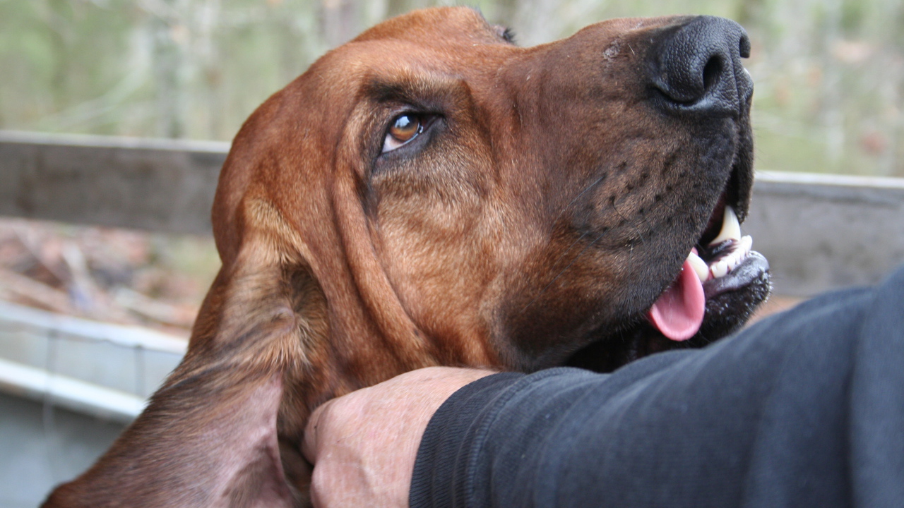 Хозяин чешет ухо бладхаунду