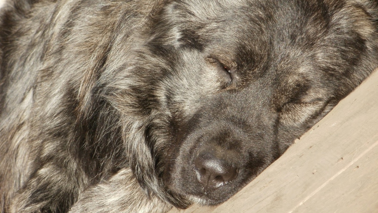 Огромная Кавказская овчарка спит