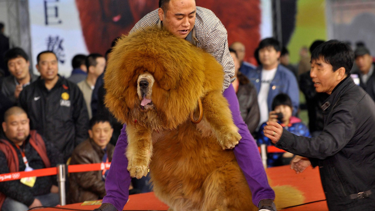 Огромный тибетский мастиф на выставке