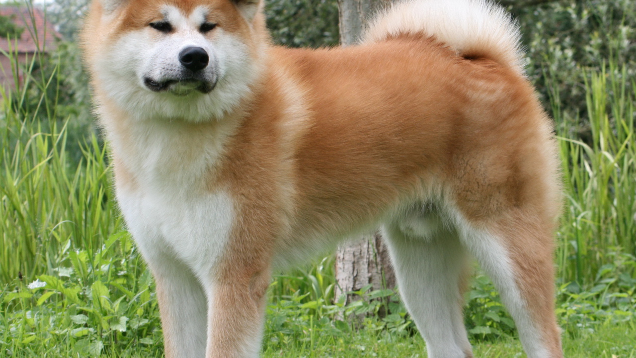 Огромная Кавказская овчарка