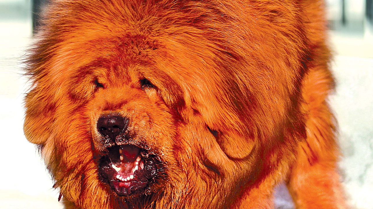 Огромный оранжевый Тибетский мастиф