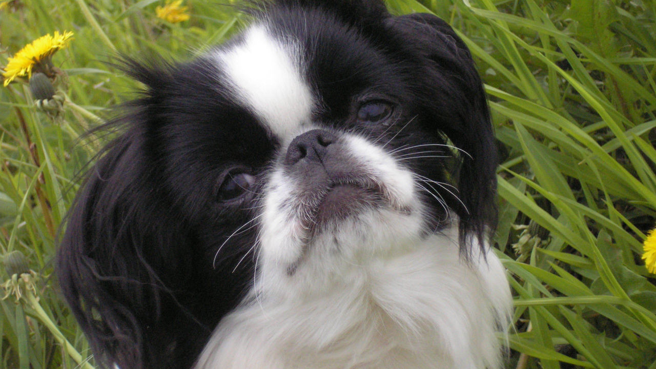 Японский хин в траве